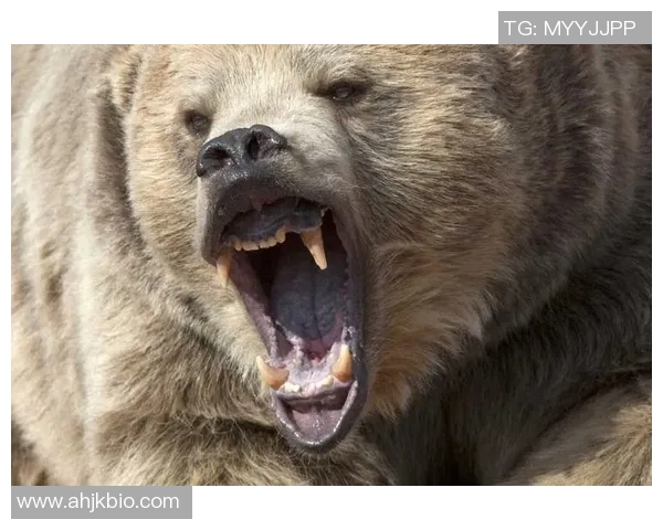 技术统计：灰熊近5场表现一览